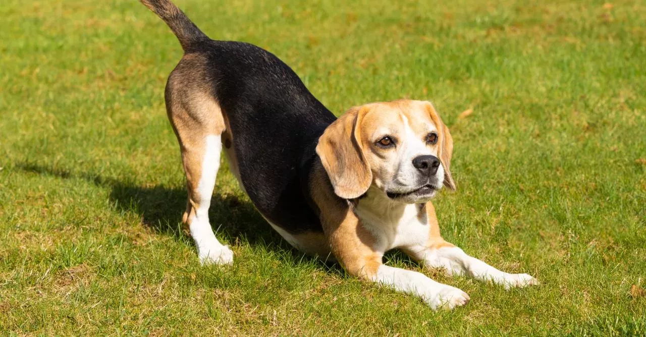 Beagle