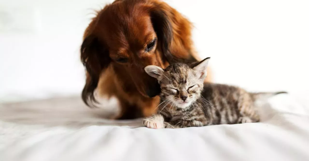 A beautiful friendship