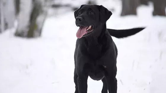 black lab white snow