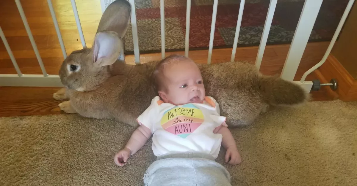 Bunnies And Babies