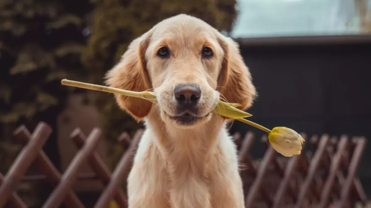 Camilla Barker-Bones is looking for her own royal family