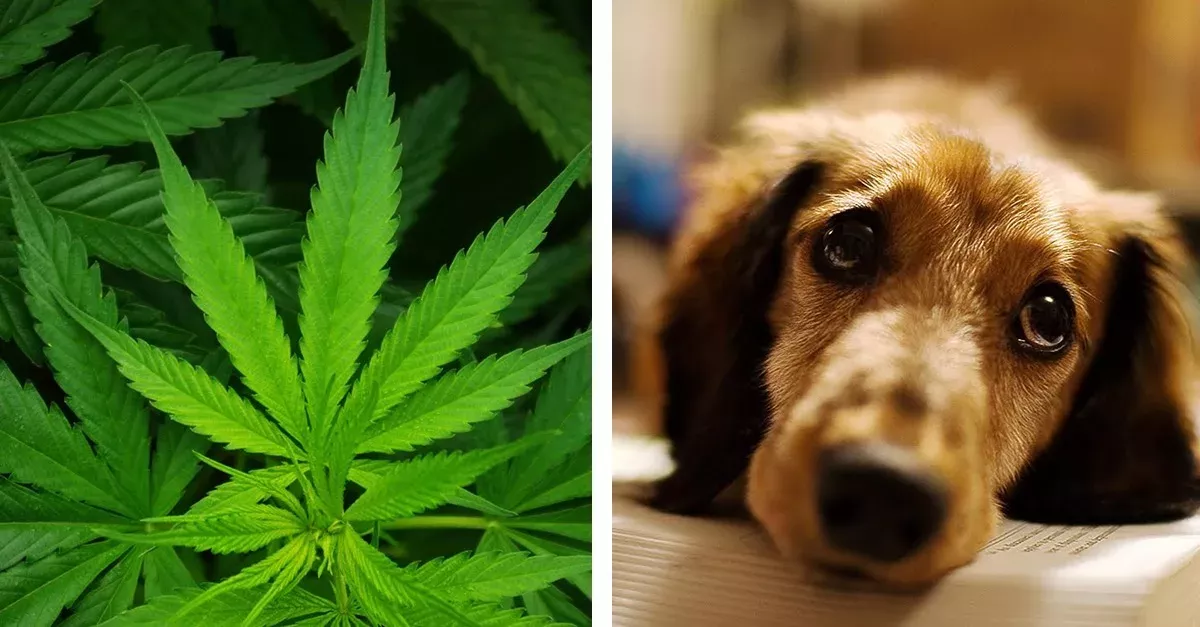 Cannabis for pets