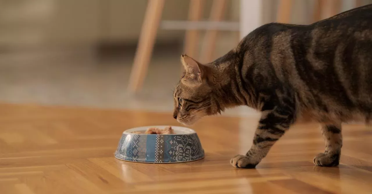 This cat is about to eat some tuna.