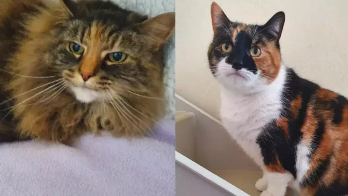 Cat best friends with a huge age gap looking for a home together