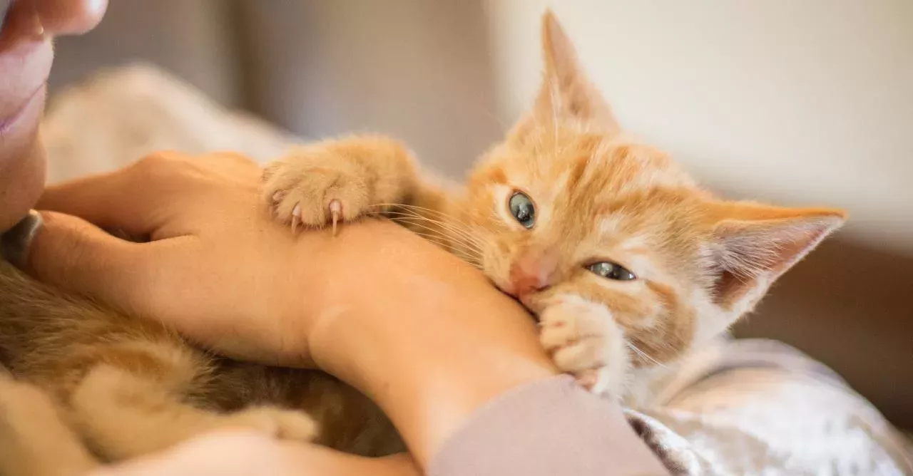 Cat bits aren't painful but they can give you quite a fright.