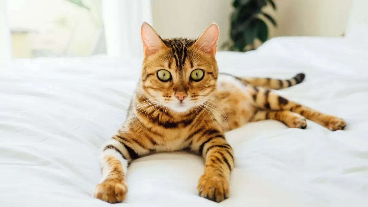 Cat breeds with insanely beautiful coats revealed 