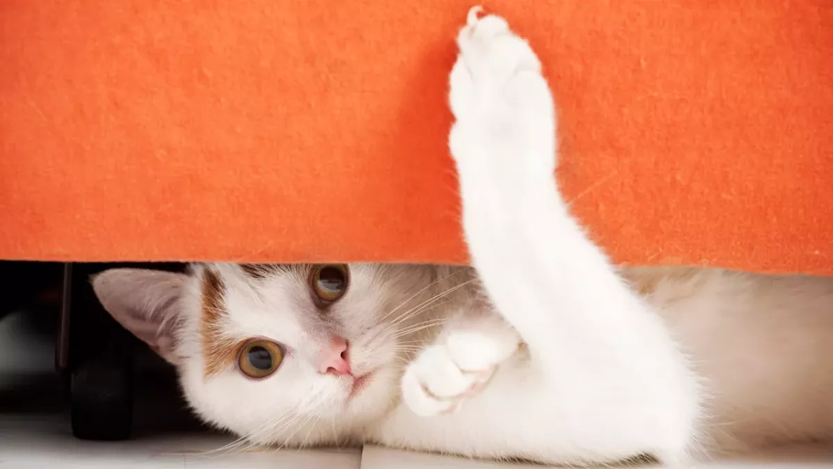 cat claws