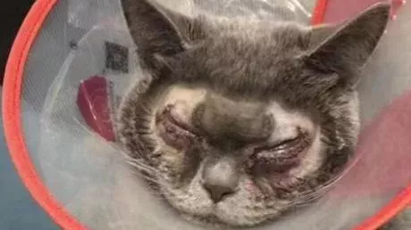Cat plastic surgery