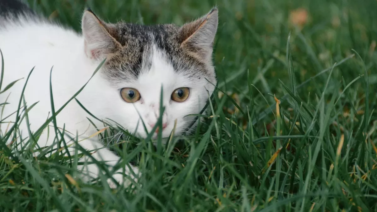 This cat potentially made a scientific discovery while looking for a snack