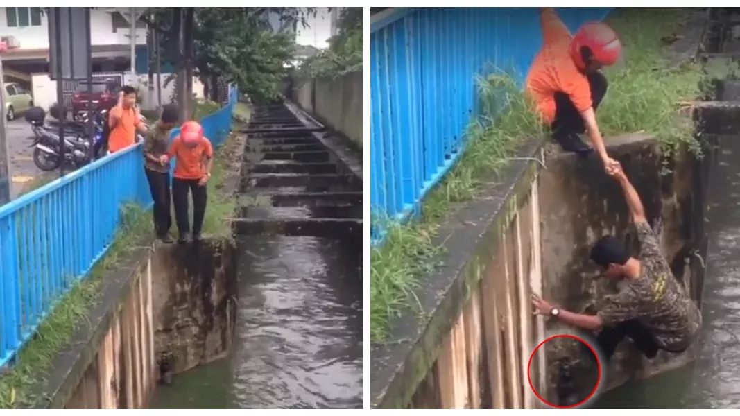 Cat rescue