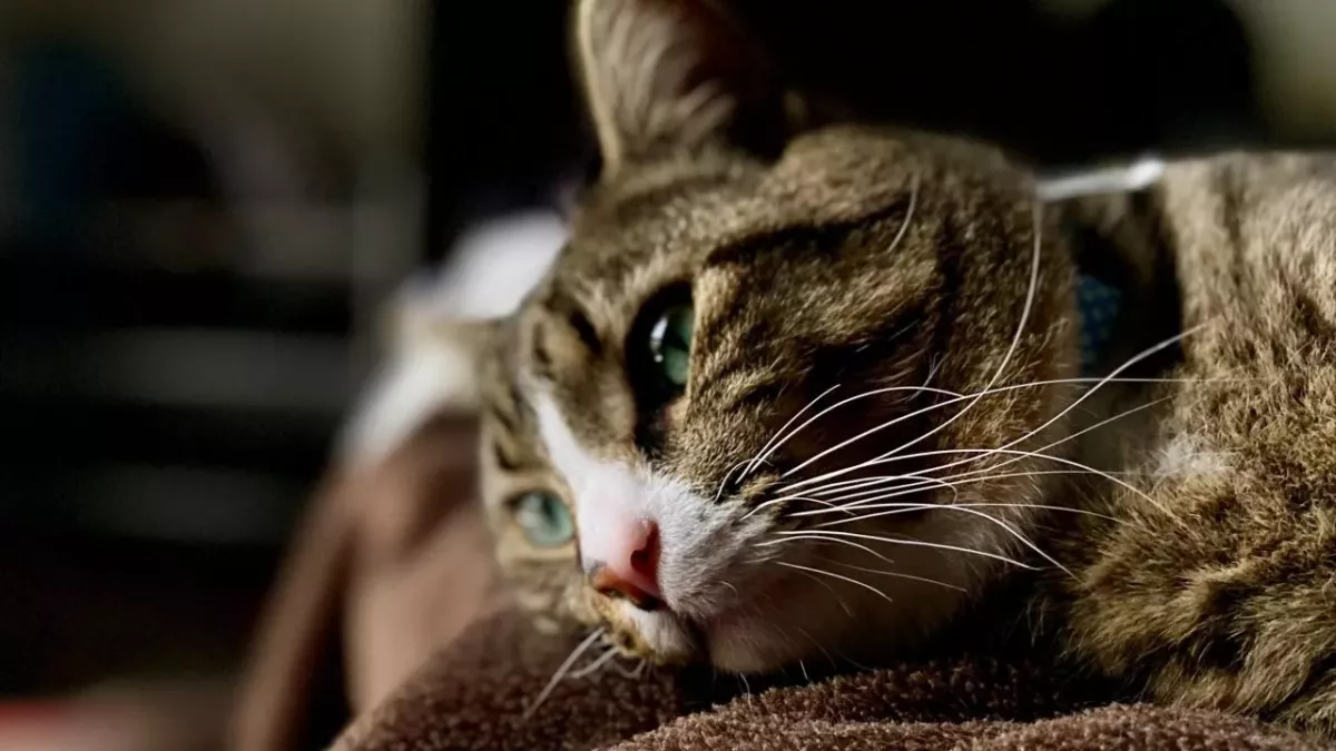 A cat who caught covid fed through a tube for a month