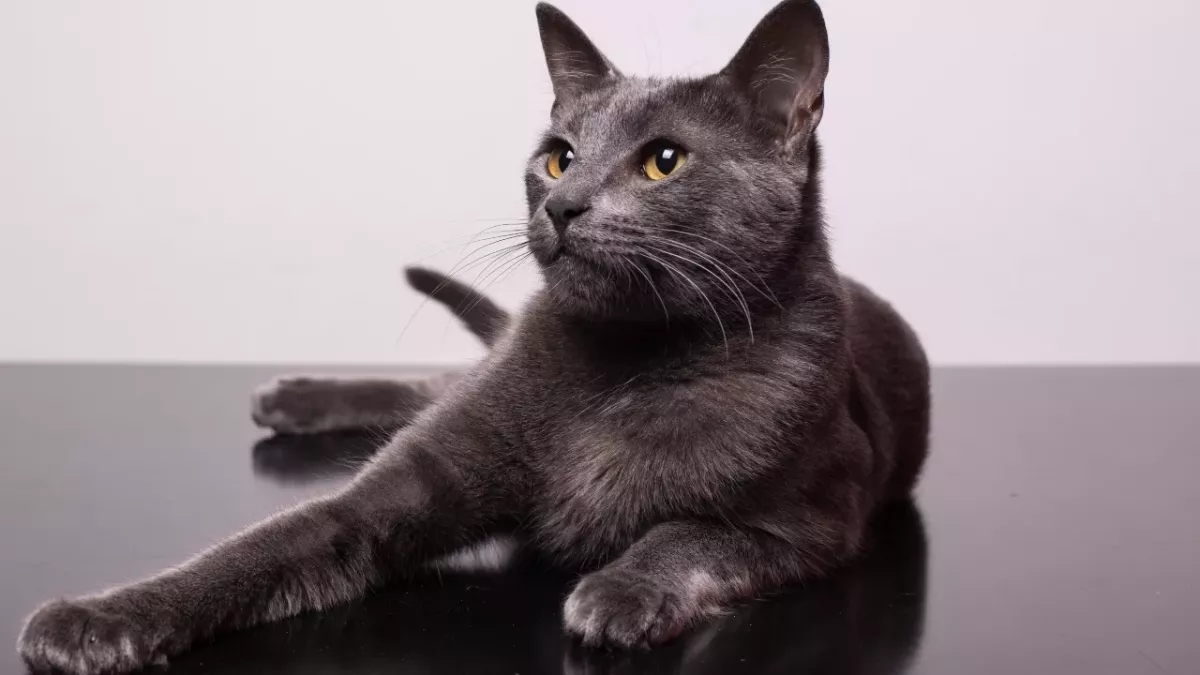 Cats and their nine lives: a myth that is closer to the truth than you think