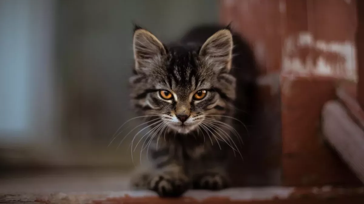 Cats could help solve their owners' murders, here is how