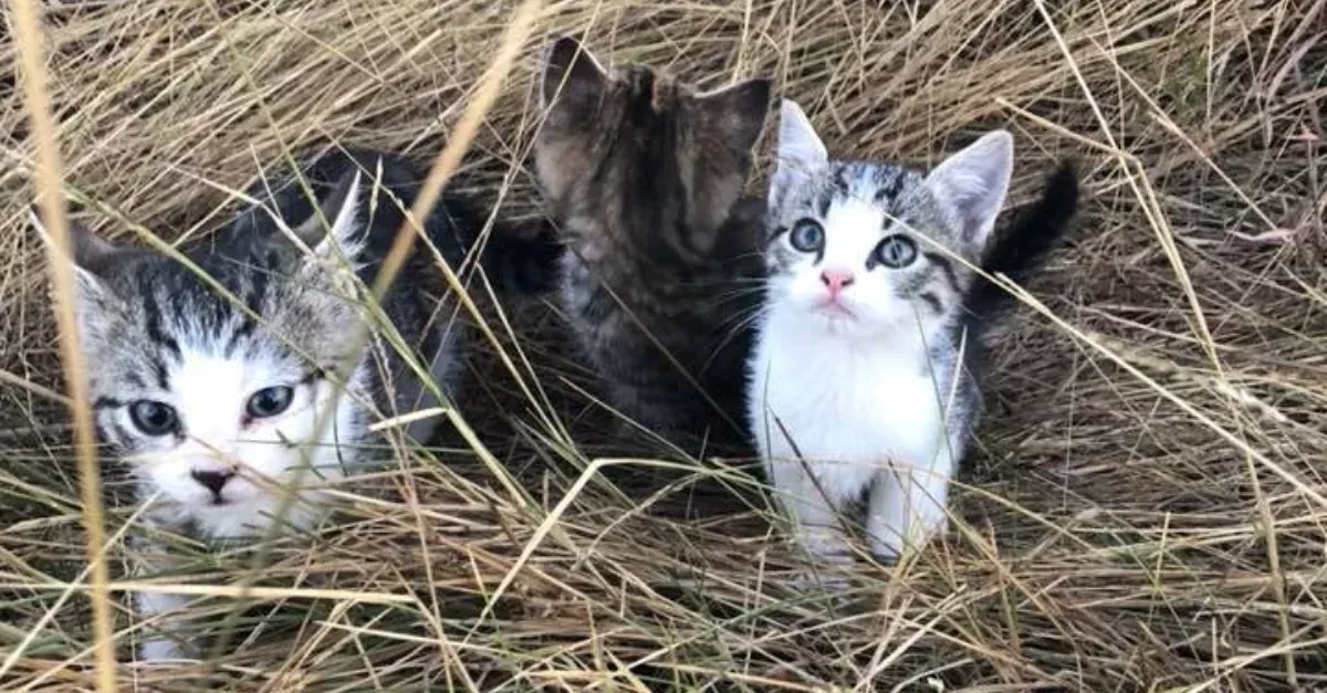 Cats Heartwarming