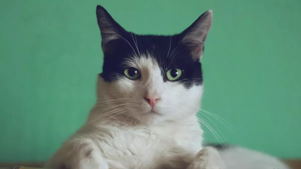 Cats: This is how long you can leave your furry companion alone