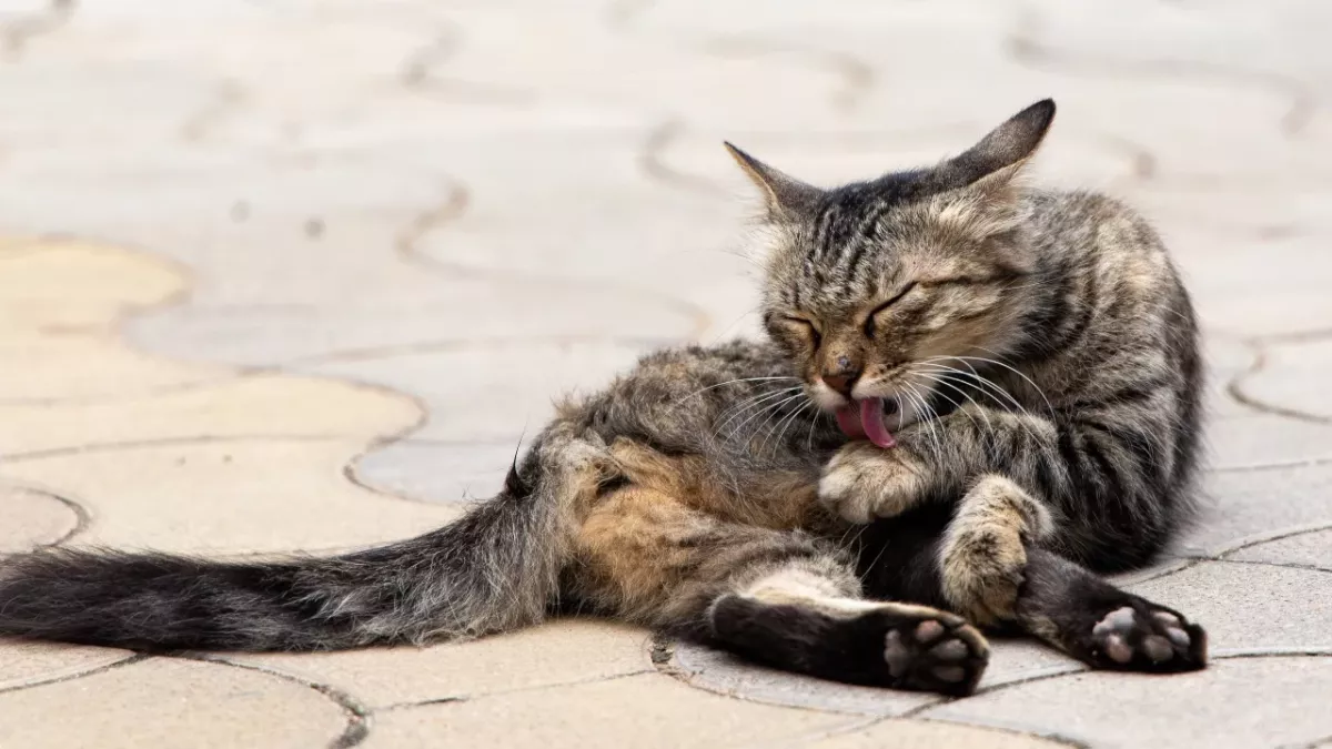 Cats like putting their butt in your face. Why do they do it?