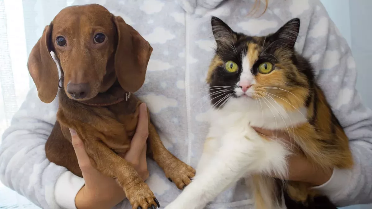 Cats rule, dogs drool? 5 things cats can do better than dogs