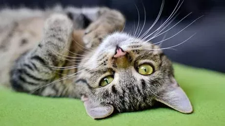 Cats
