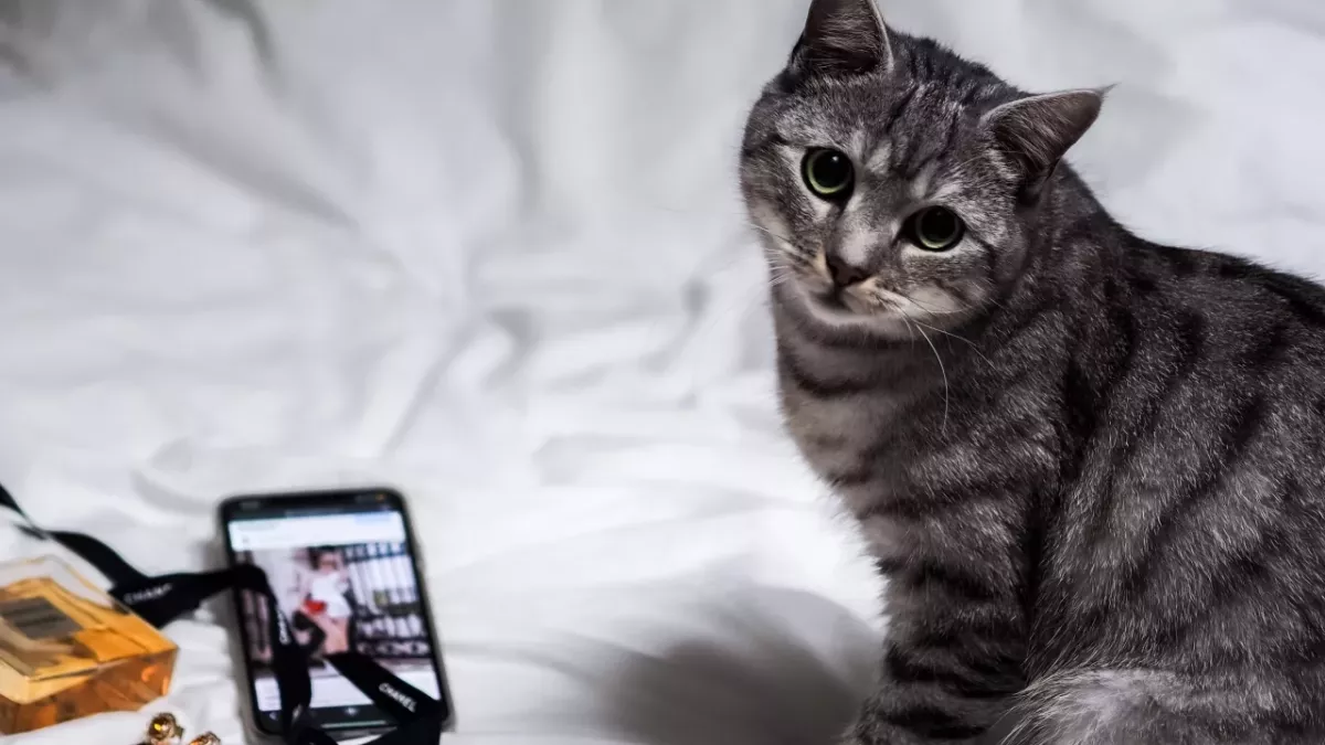 This cheeky cat was caught turning off his owner’s alarm (VIDEO)