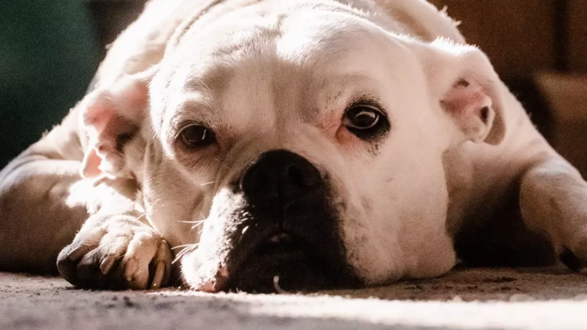 A cheeky dog chewed through letterbox in the front door, and the internet is in stitches (VIDEO)