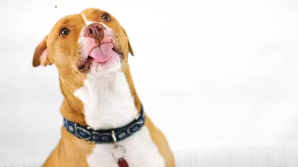This cheeky dog who likes going to pubs in looking for a new owner