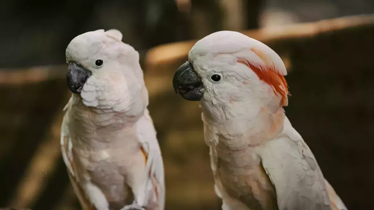 Cockatoos in Sydney discover ways to open bin lids by observing others 