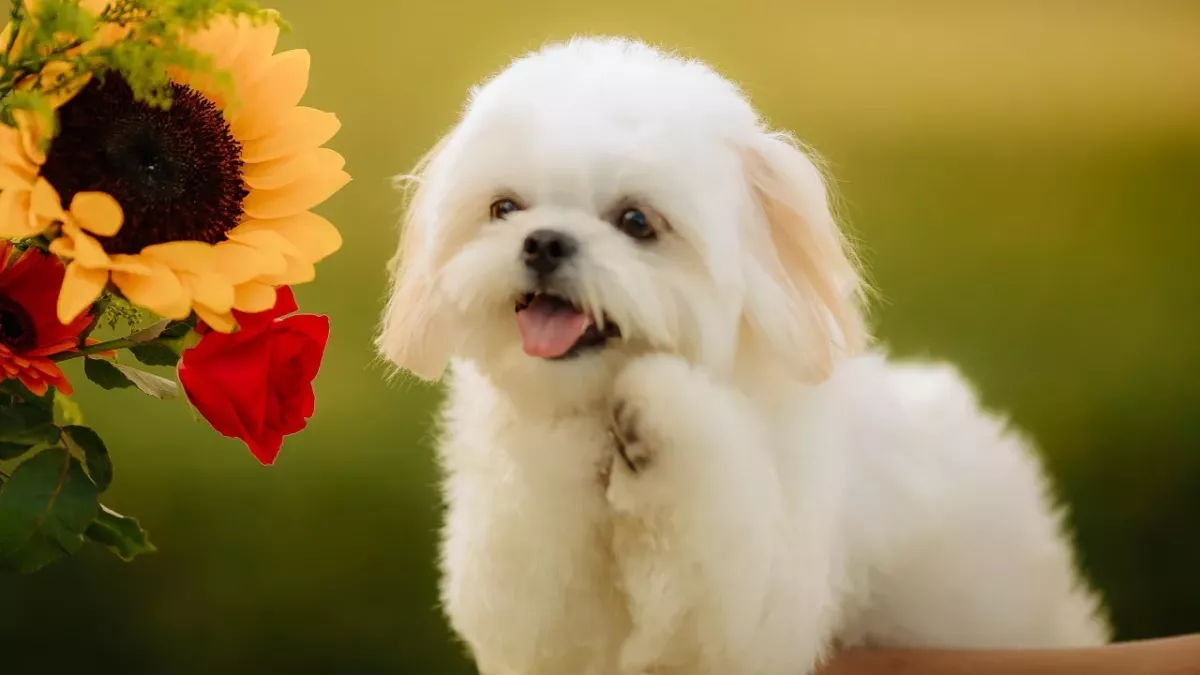 Concerned owner takes her dog to the vet and gets a flabbergasting diagnosis