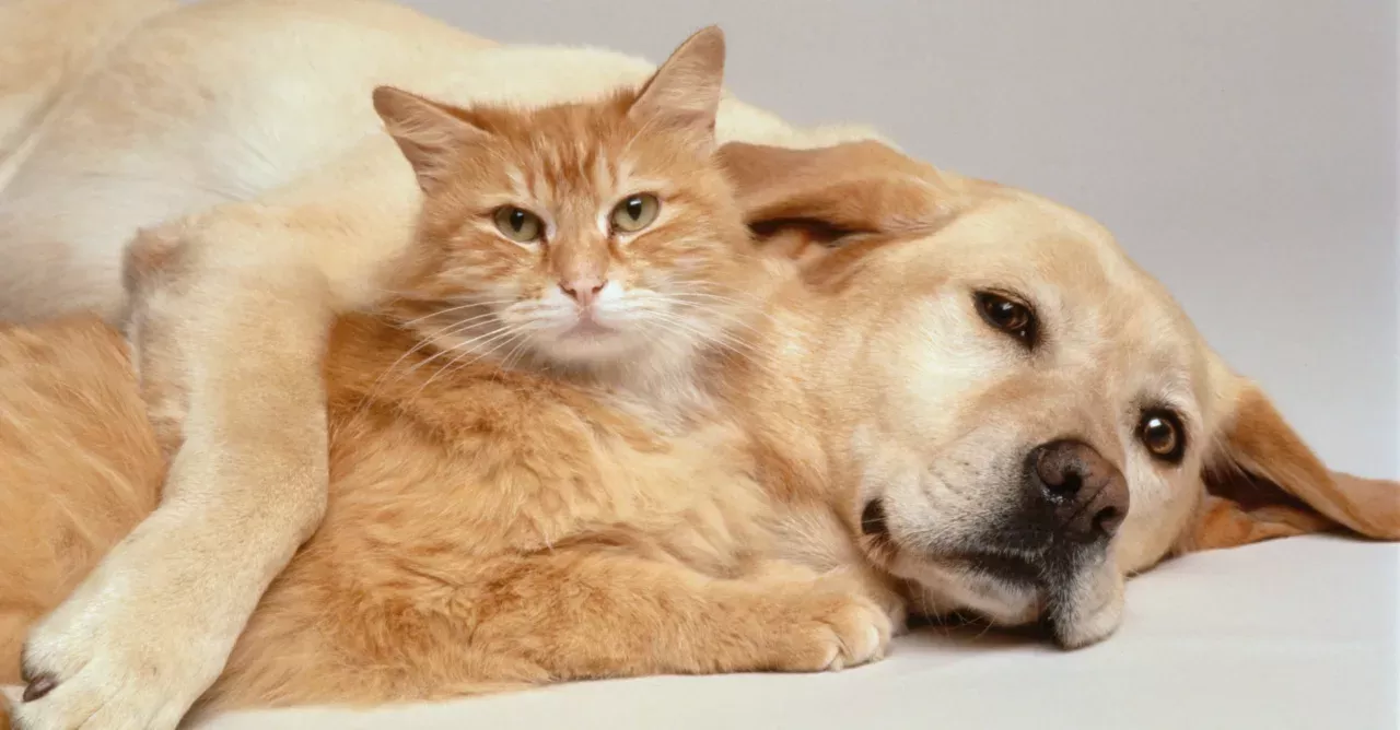 Coronavirus: Can animals transmit the virus to humans?