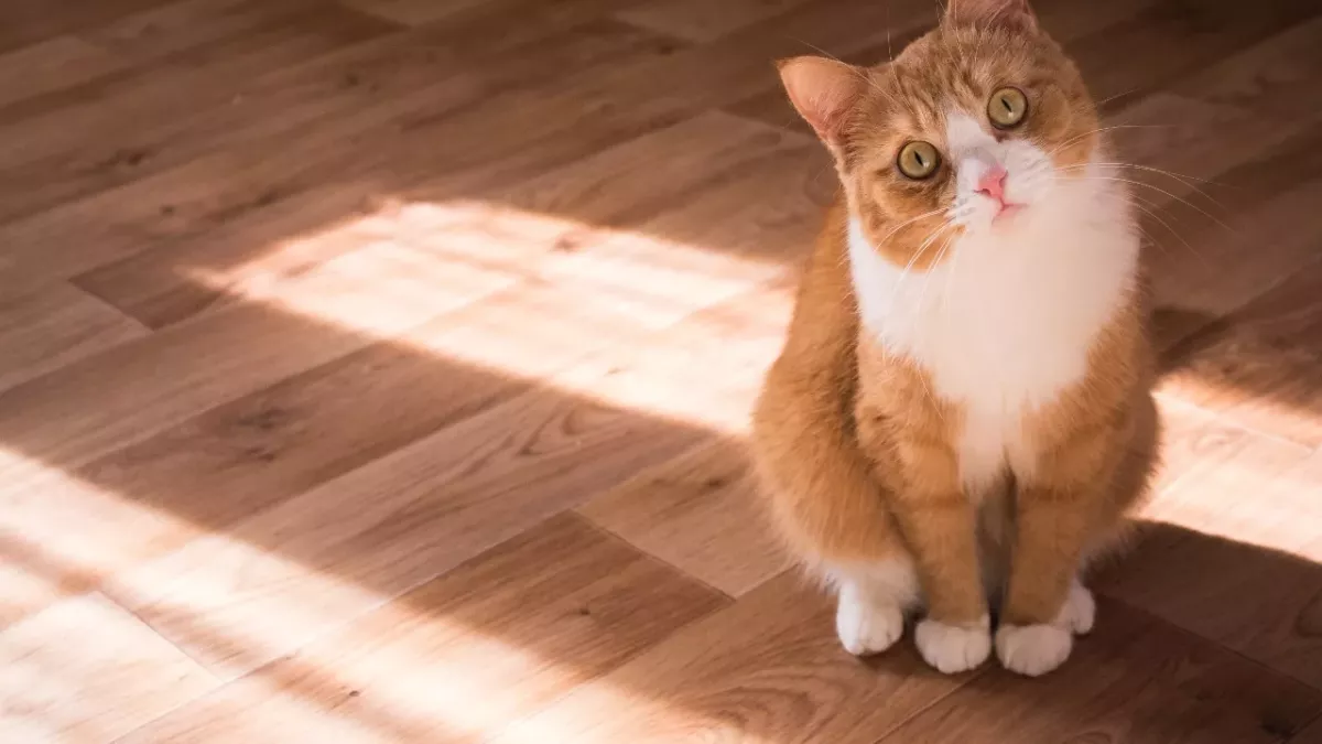 This could be how your cat actually sees you