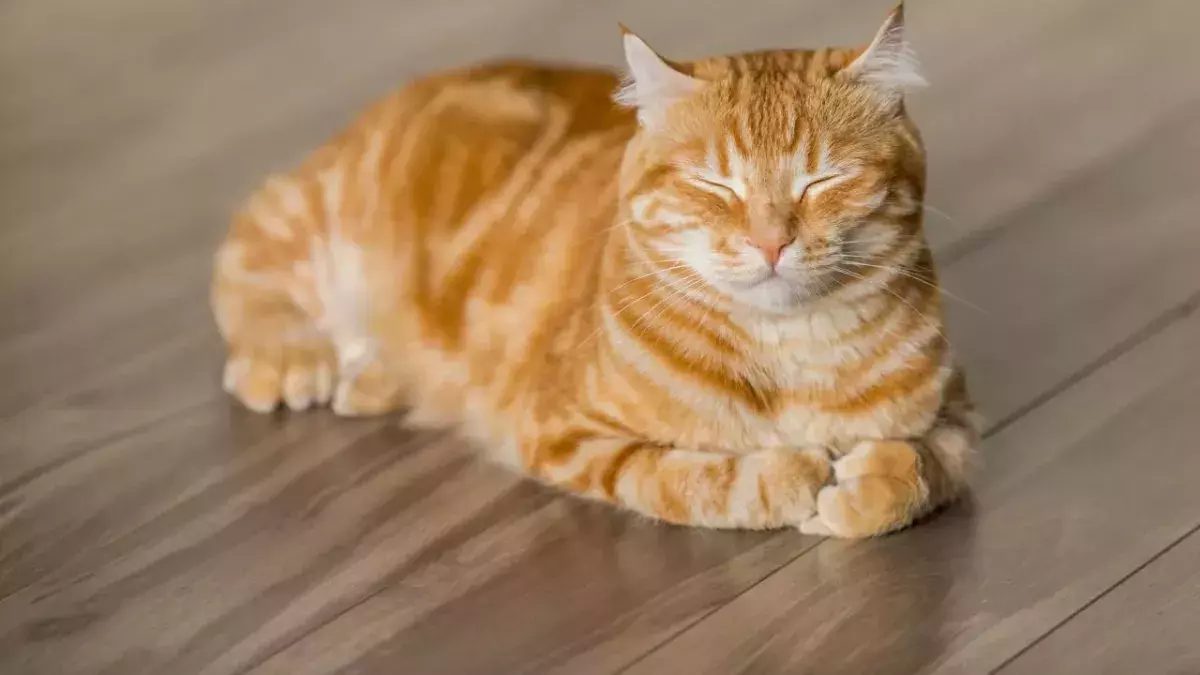 Couple reunites with cat that’s been missing for ten years