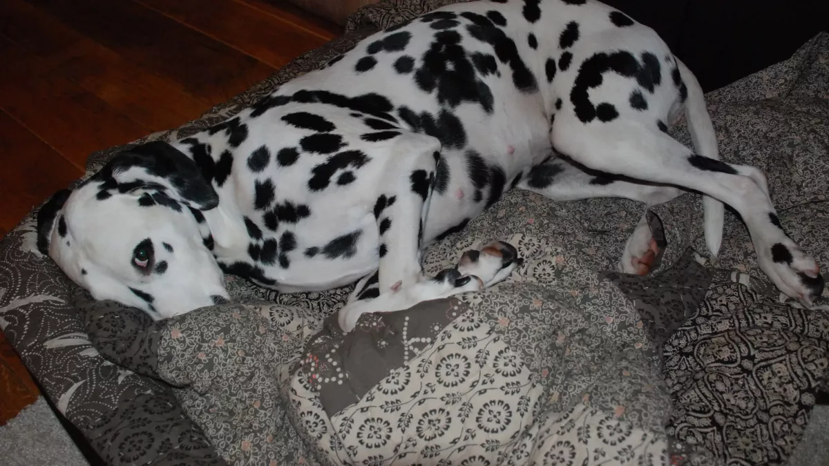 Dalmatian