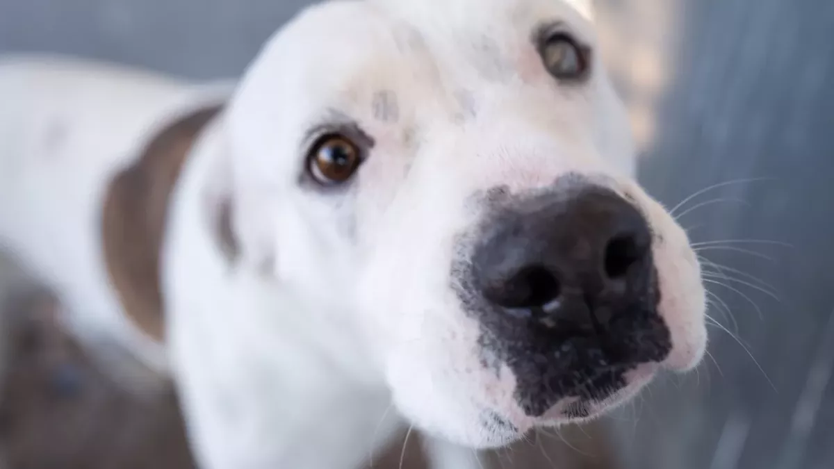 This deaf dog found a new loving home and the best forever companion: a teen with hearing loss