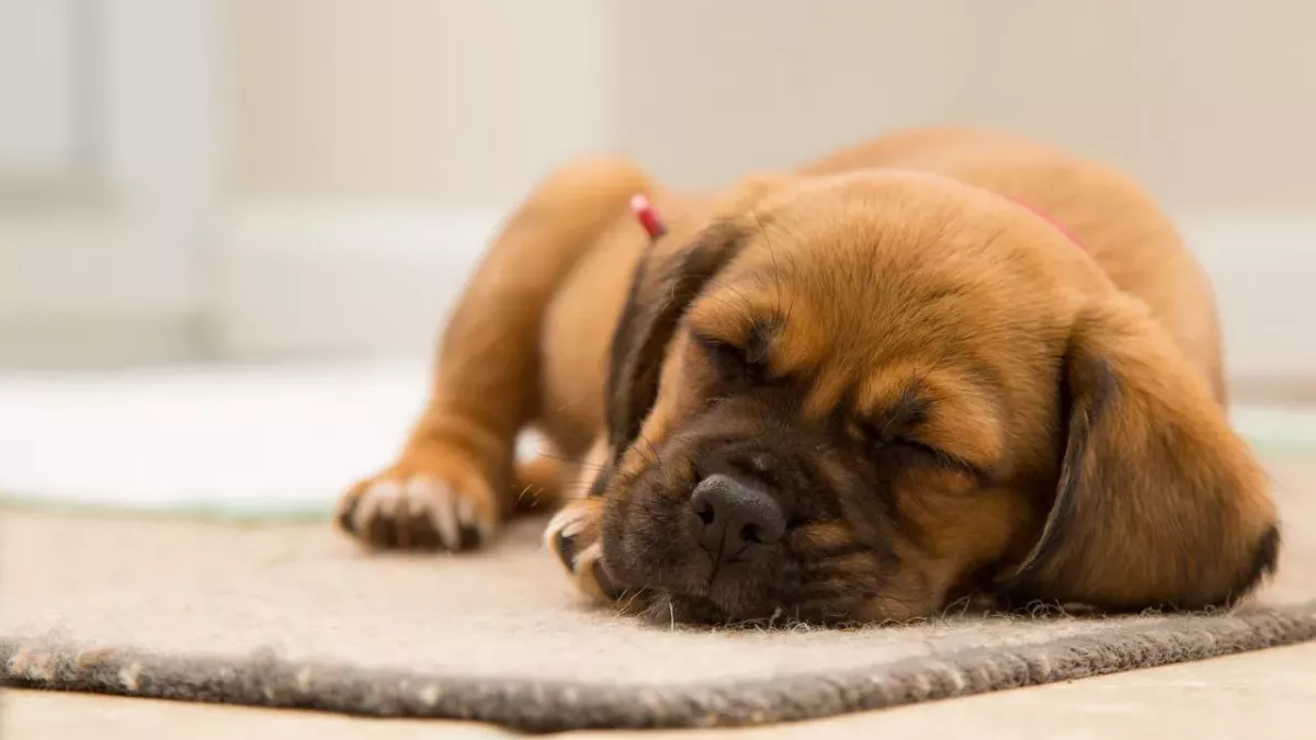 Decoding sleeping positions of dogs: Here's what it says about their mood 