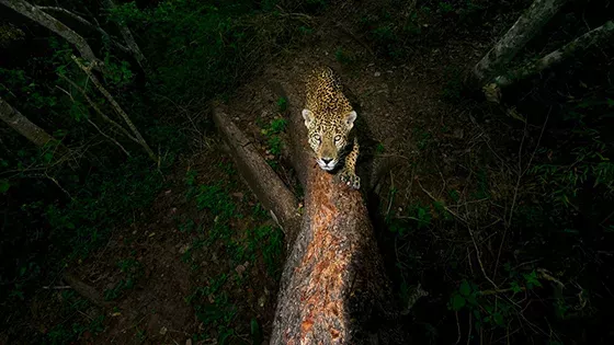 Default image