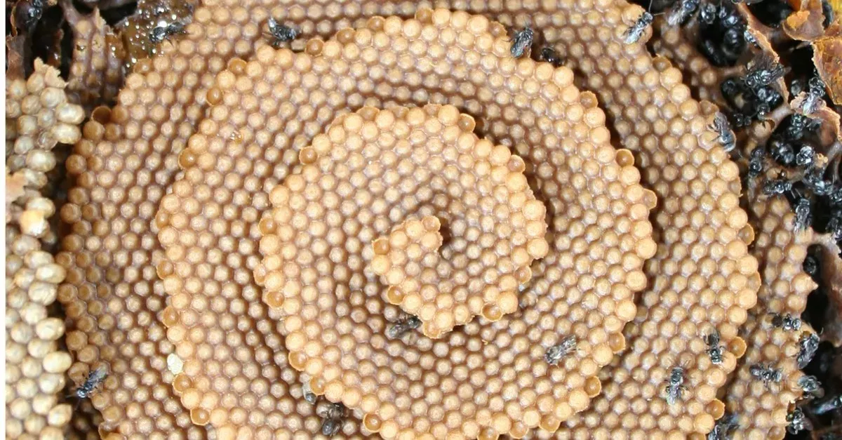 Default image
