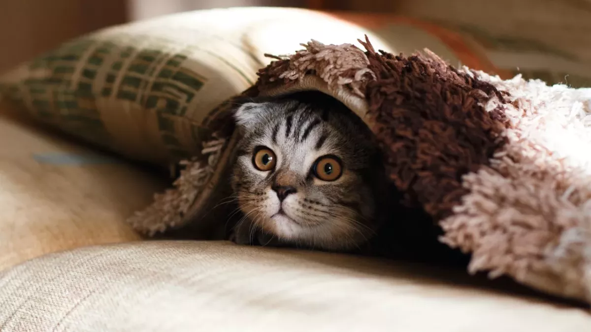 Did your cat suddenly bite you? Here's why 