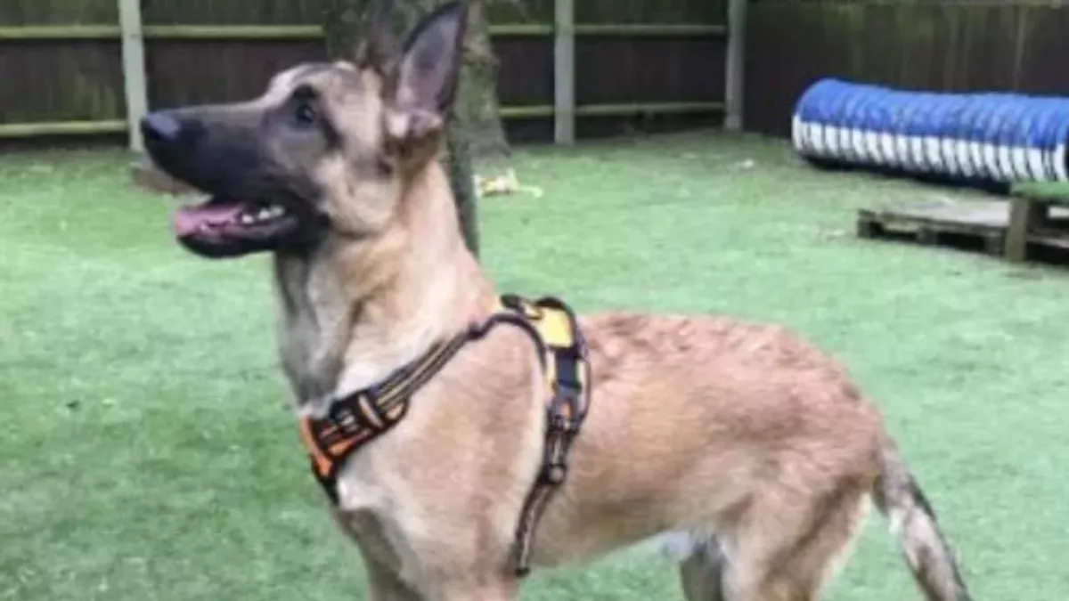 This disabled dog who was unable to even lay down was abandoned in a secluded area