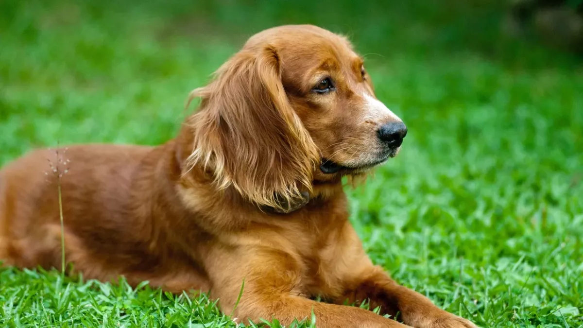 Disbelief as a dog narrowly escapes death after getting stuck in a foxhole