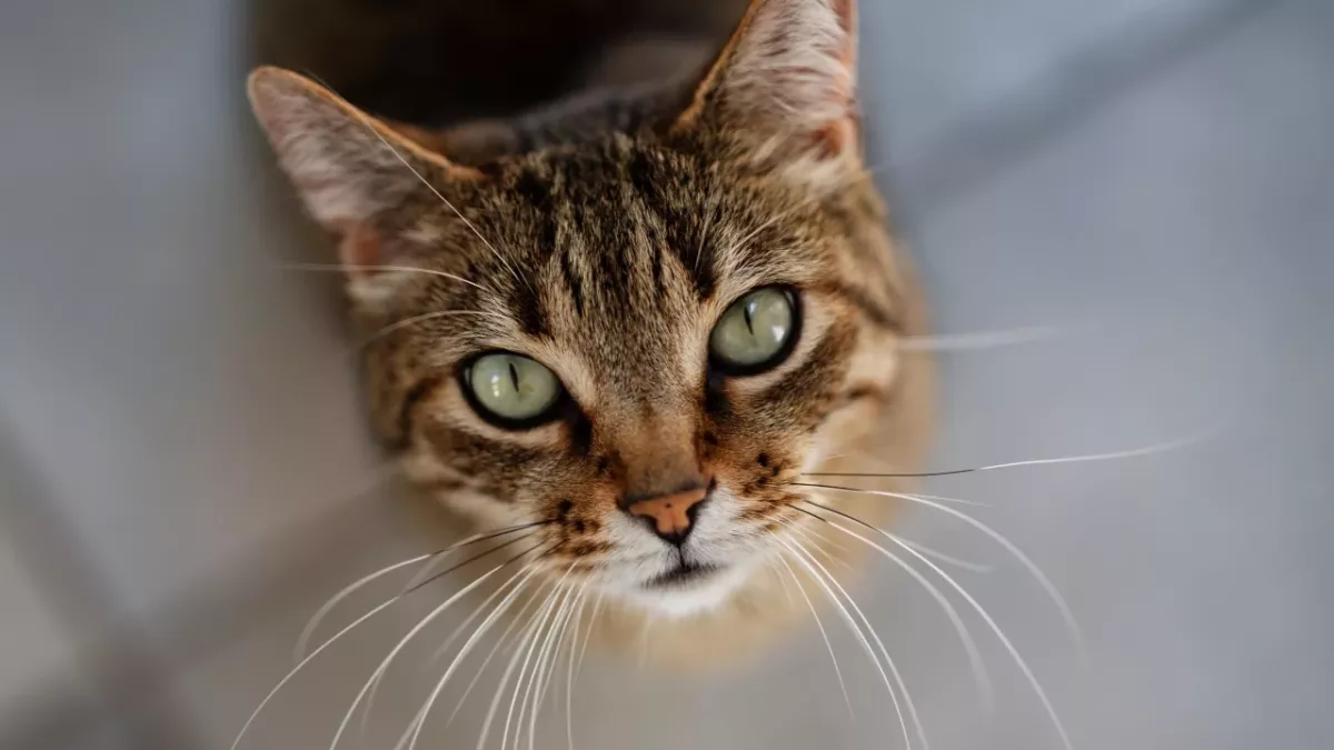 Do Cats Cry? Here is what their watery eyes really mean 