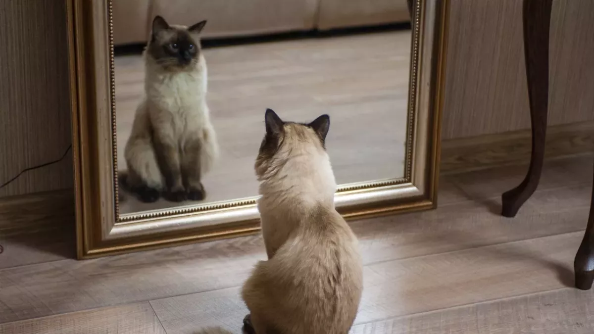 Do cats understand it’s them in the mirror?
