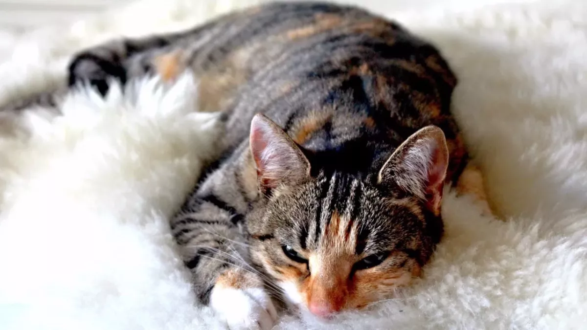 Do you find it creepy when your cat sleeps with its eyes open? Here is why they do it