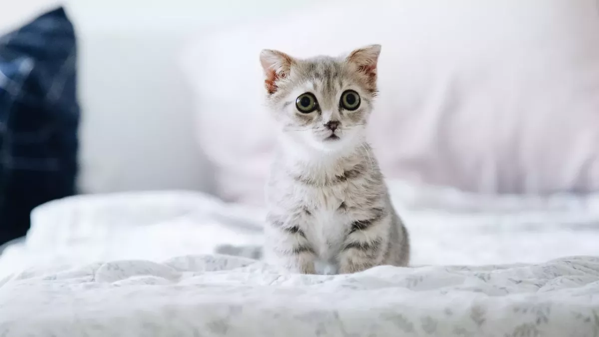 Does neutering change your cat's personality? Here's what to expect after surgery