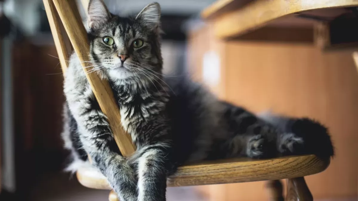 Does your cat pee outside the litter tray? Here is how to stop them