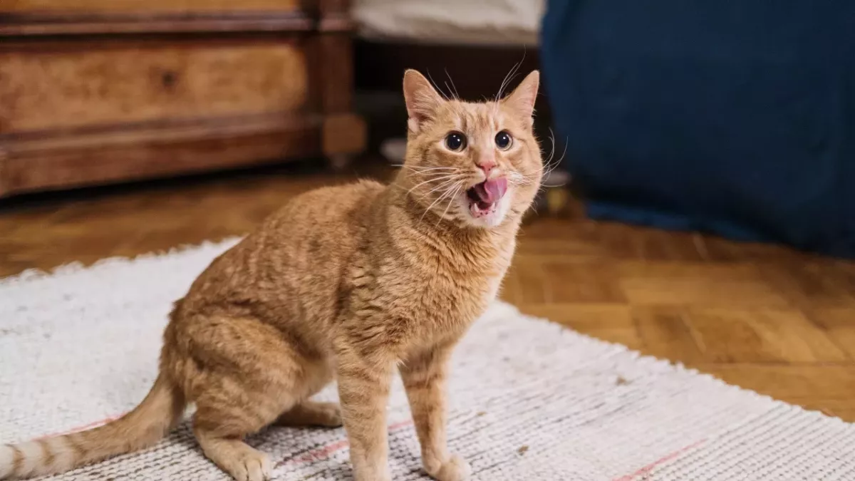 Does your cat run around the house at night? Here is why