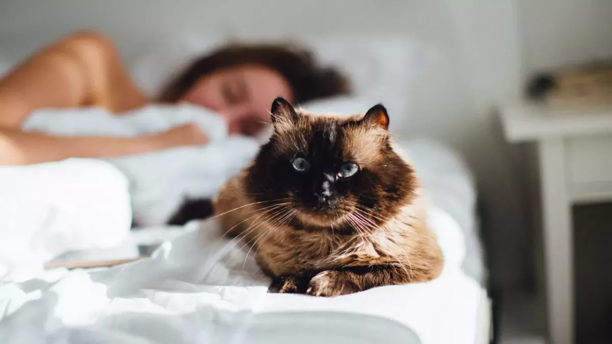 Does your cat like sleeping on your head and face? Here is why 