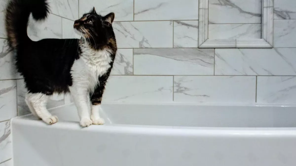 Does your cat like watching you shower? Find out why 