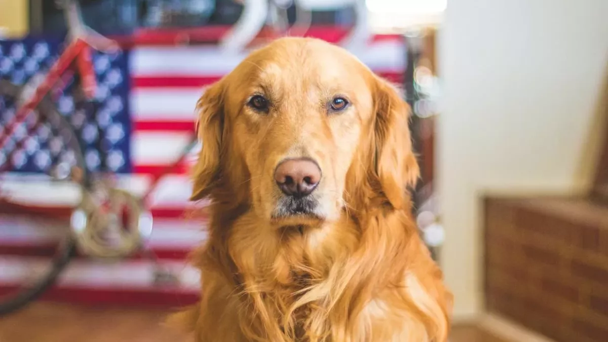 Does your dog stare at you a lot? Here are the two main reasons why 