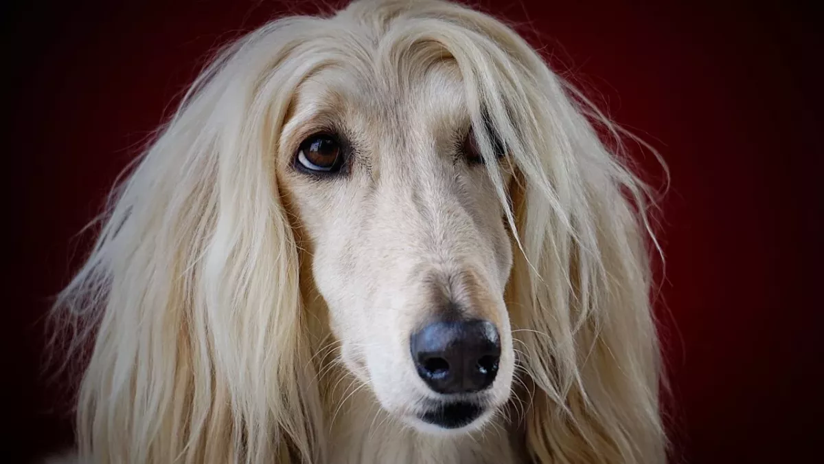 Dog amazes the audience after unexpectedly showing up at a women's beauty pageant (VIDEO)