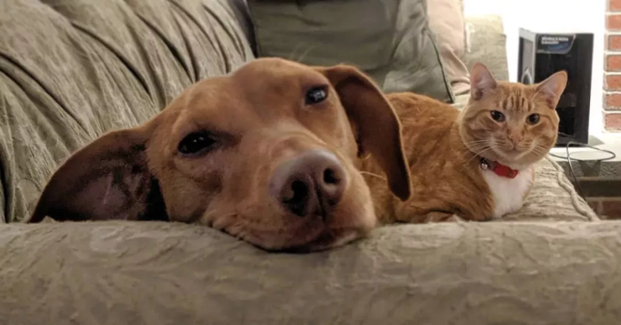 dog and cat