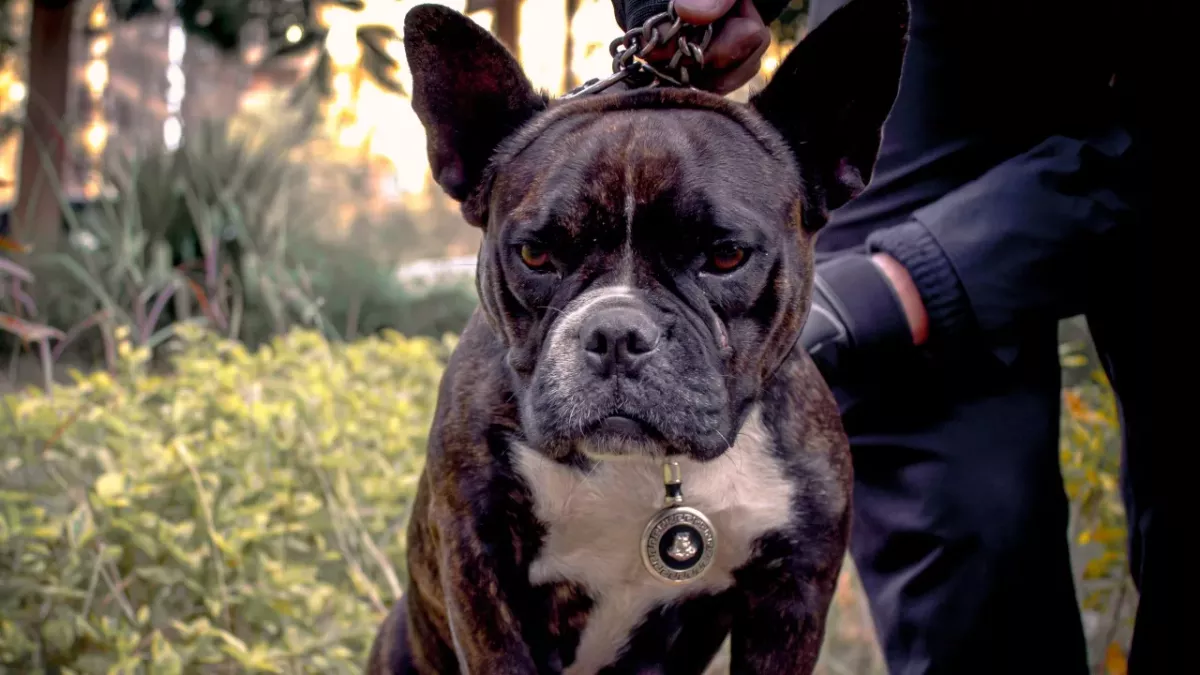 A dog and owner suffered horrific injuries after a spine-chilling attack by American bulldog